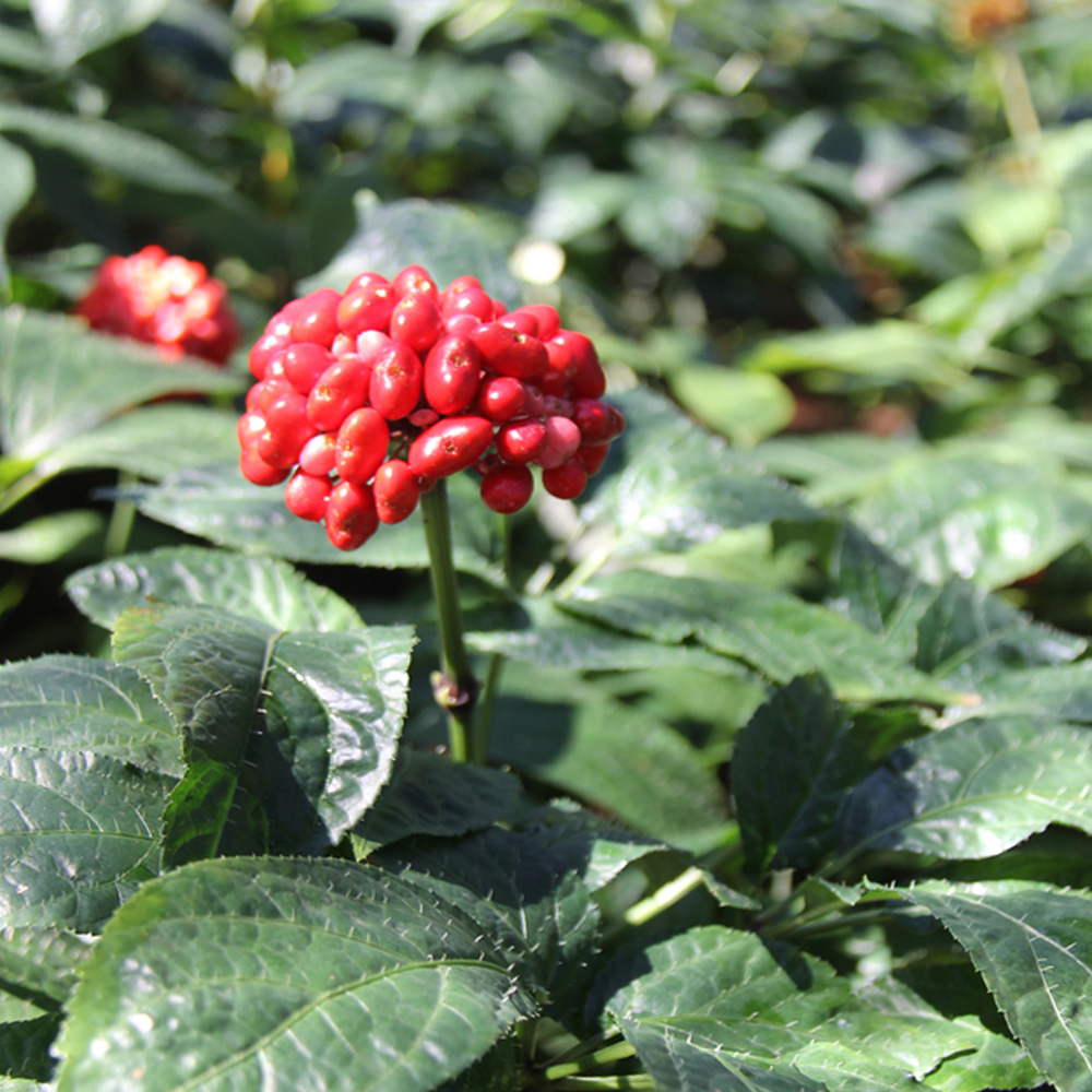 文山之干丨文山州以三七為主的生物醫(yī)藥產(chǎn)業(yè)實(shí)現(xiàn)開(kāi)門(mén)紅