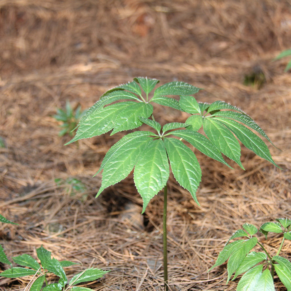 昆明站完成全面評(píng)估：三七農(nóng)藥殘留處于安全級(jí)別，不會(huì)對(duì)消費(fèi)者造成健康威脅